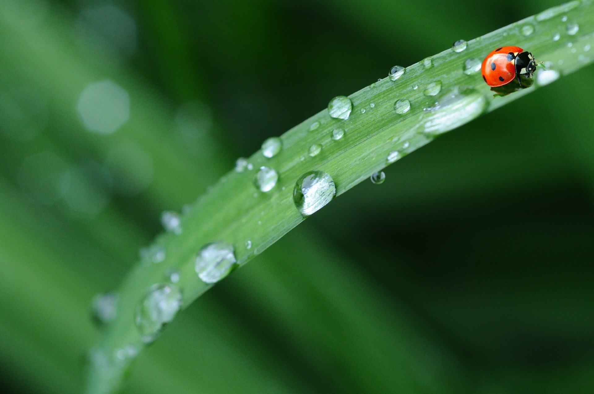 récupérateur d'eau de pluie